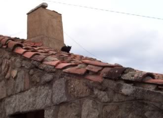 Gato entre tejas